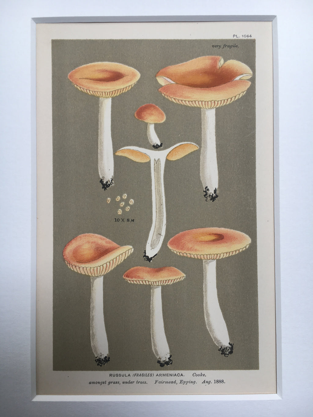 Late c19th Original Book Plate Mushroom - Russula (Fragiles) Armeniaca - EPPING
