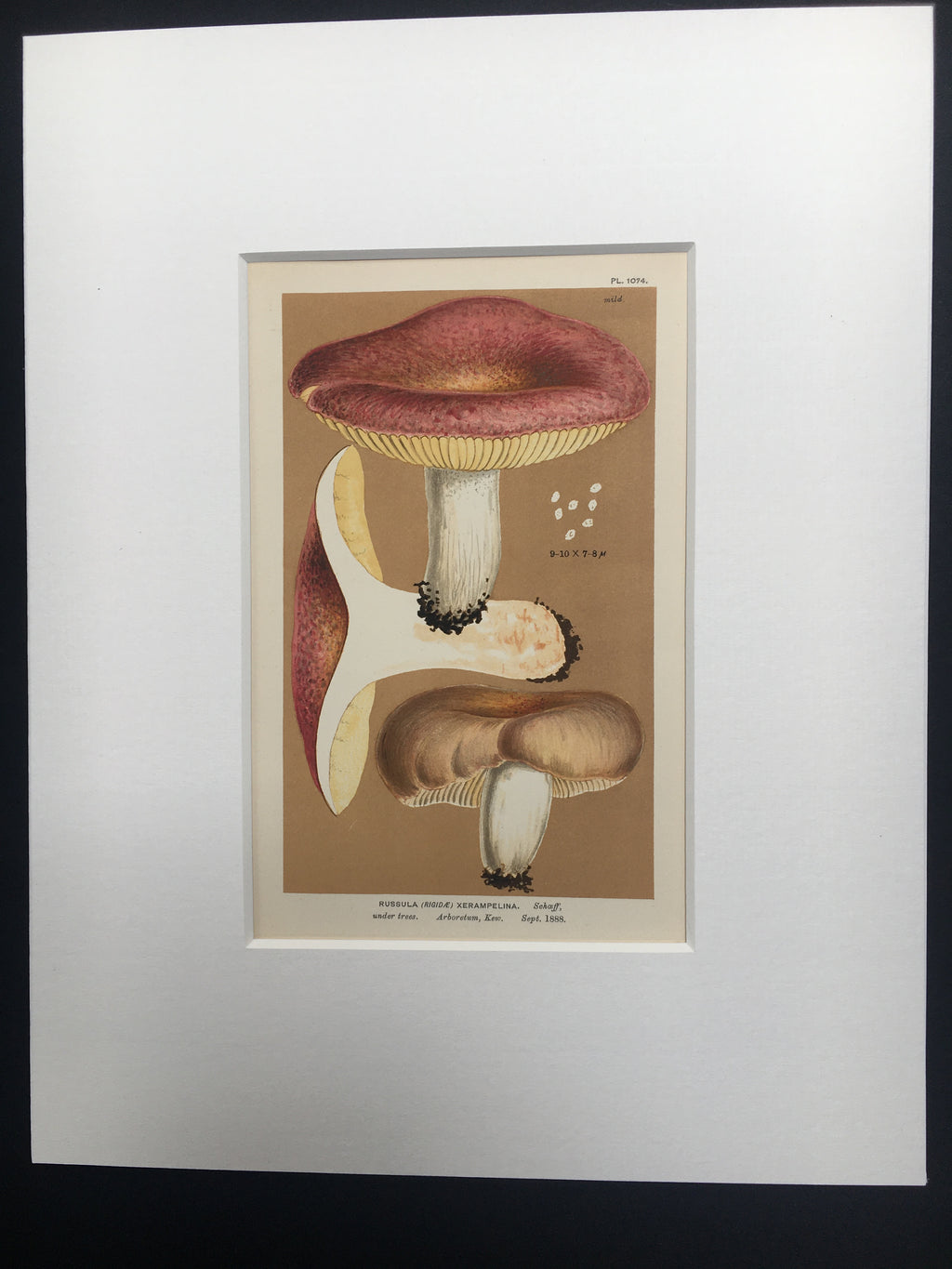 Late c19th Original Book Plate Mushroom - Russula (Rigidae) Xerampelina - KEW