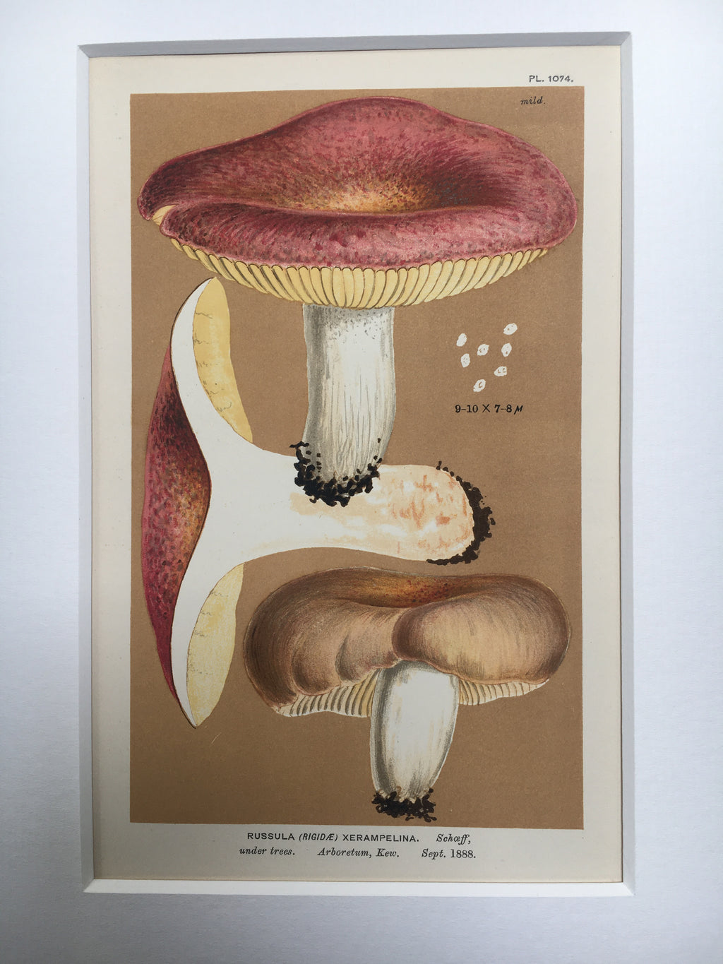 Late c19th Original Book Plate Mushroom - Russula (Rigidae) Xerampelina - KEW