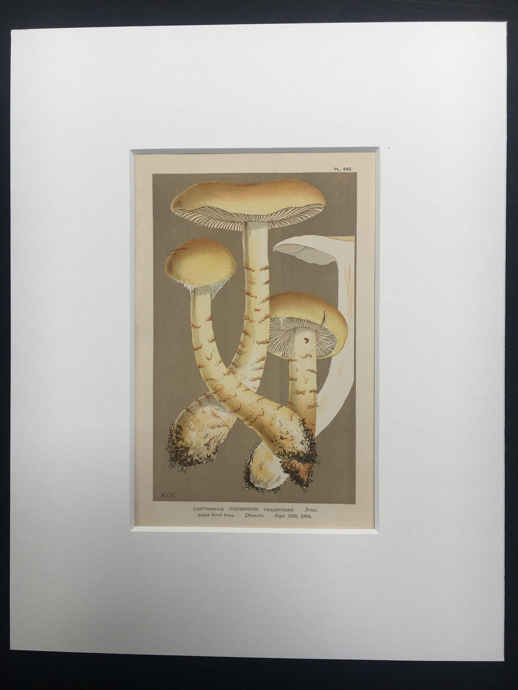 Late c19th Original Book Plate Mushroom - Cortinarius (Phlegmacium) Triumphans - DINMORE