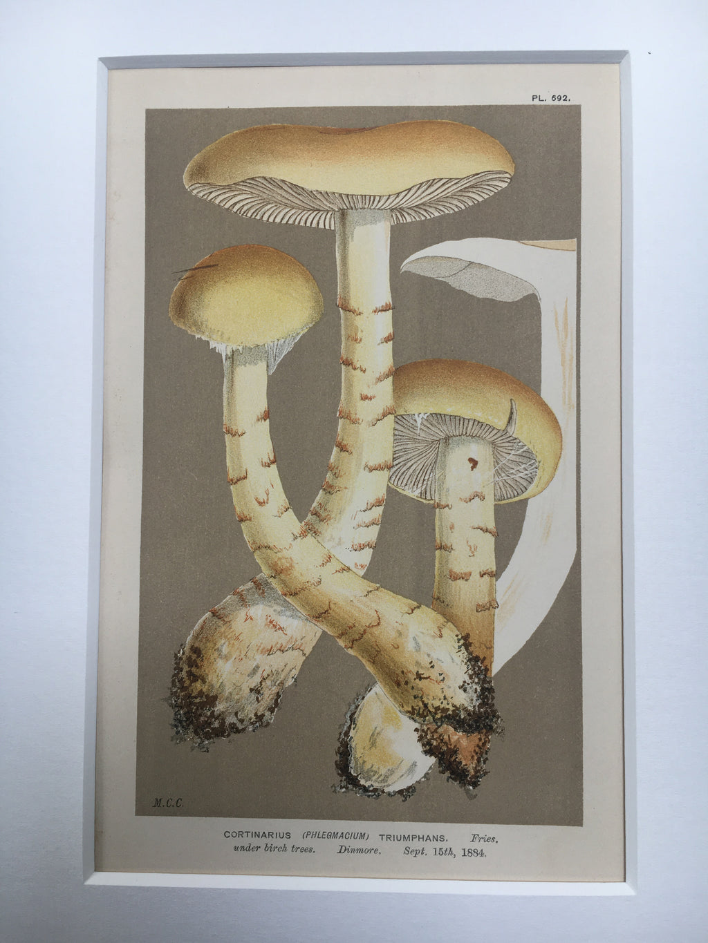 Late c19th Original Book Plate Mushroom - Cortinarius (Phlegmacium) Triumphans - DINMORE