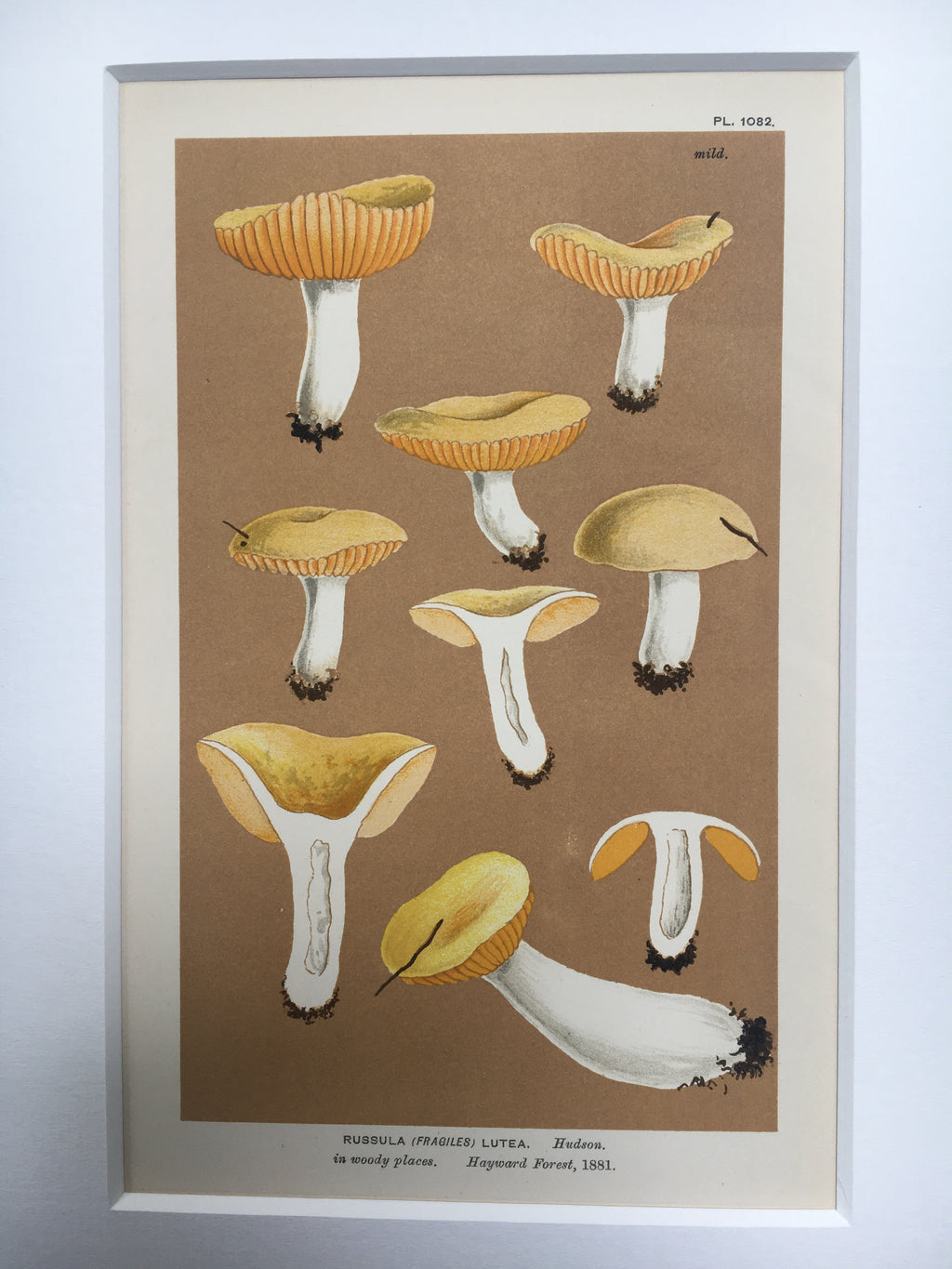 Late c19th Original Book Plate Mushroom - Russula (Fragiles) Lutea - HAYWARD FOREST
