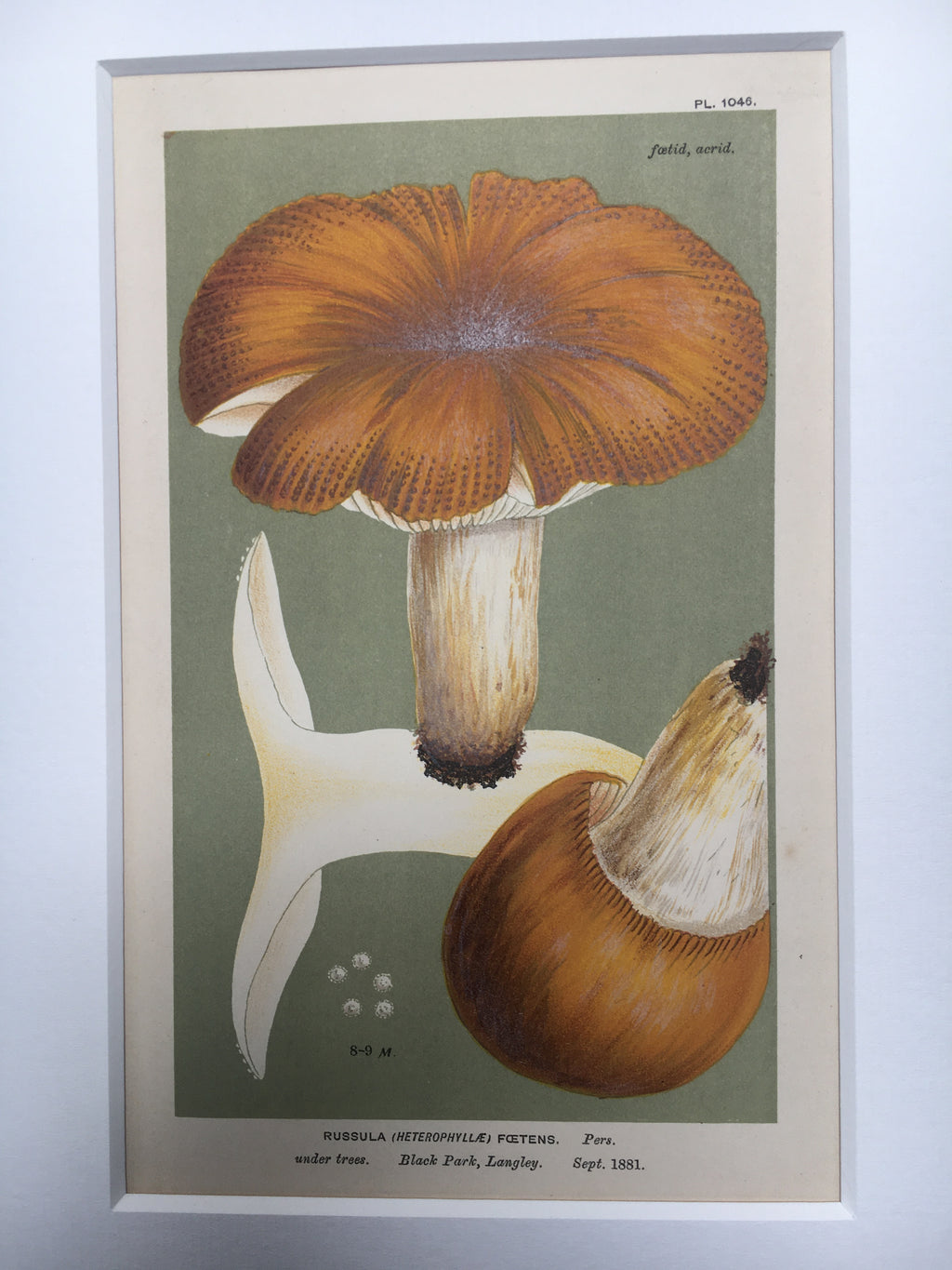 Late c19th Original Book Plate Mushroom - Russula (Heterophyllae) Foetens - BLACK PARK
