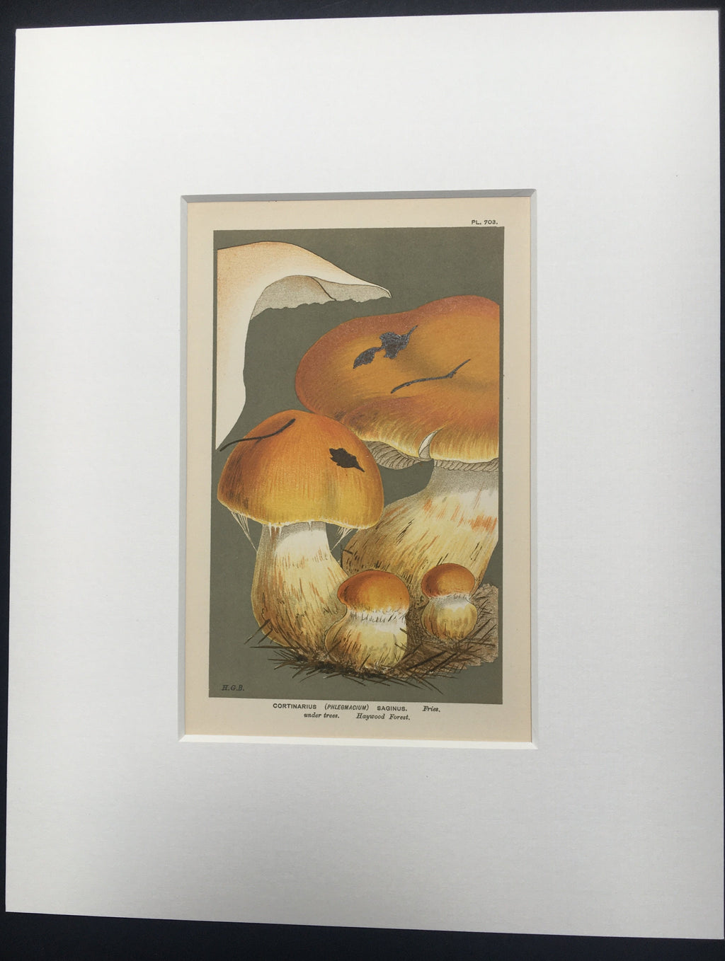 Late c19th Original Book Plate Mushroom - Cortinarius (Phlegmacium) Saginus - HAYWOOD FOREST