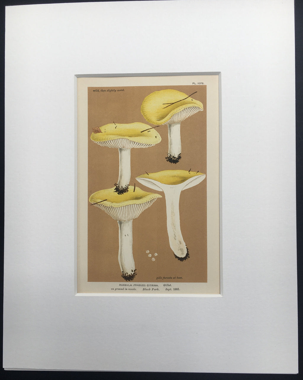 Late c19th Original Book Plate Mushroom - Russula (Fragiles) Citrina - BLACK PARK