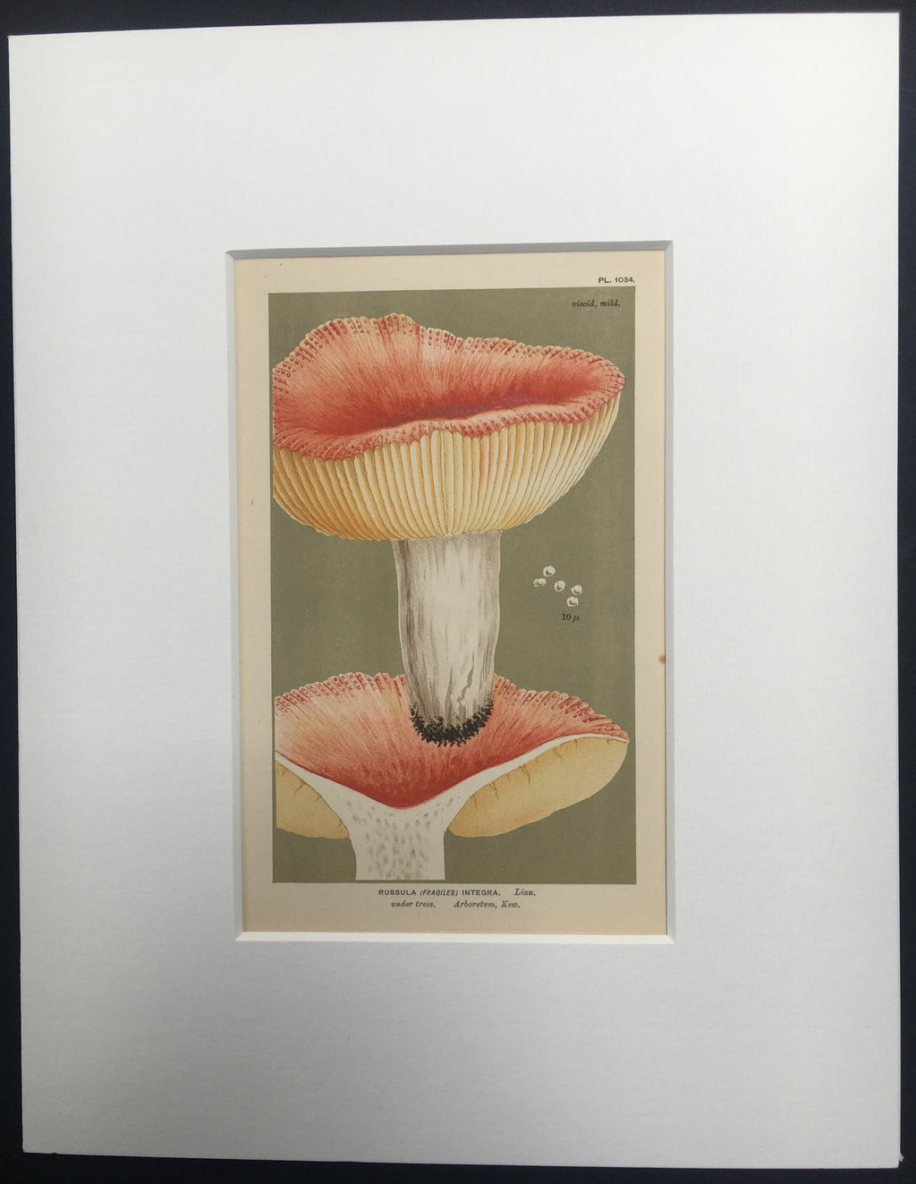 Late c19th Original Book Plate Mushroom - Russula (Fragiles) Integra - KEW