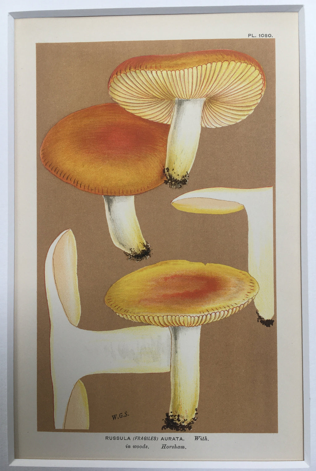 Late c19th Original Book Plate Mushroom - Russula (Fragiles) Aurata - HORSHAM