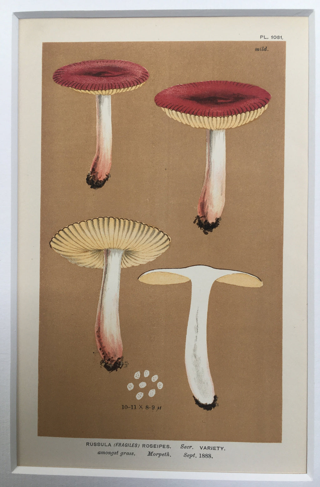 Late c19th Original Book Plate Mushroom - Russula (Fragiles) Roseipes - MORPETH