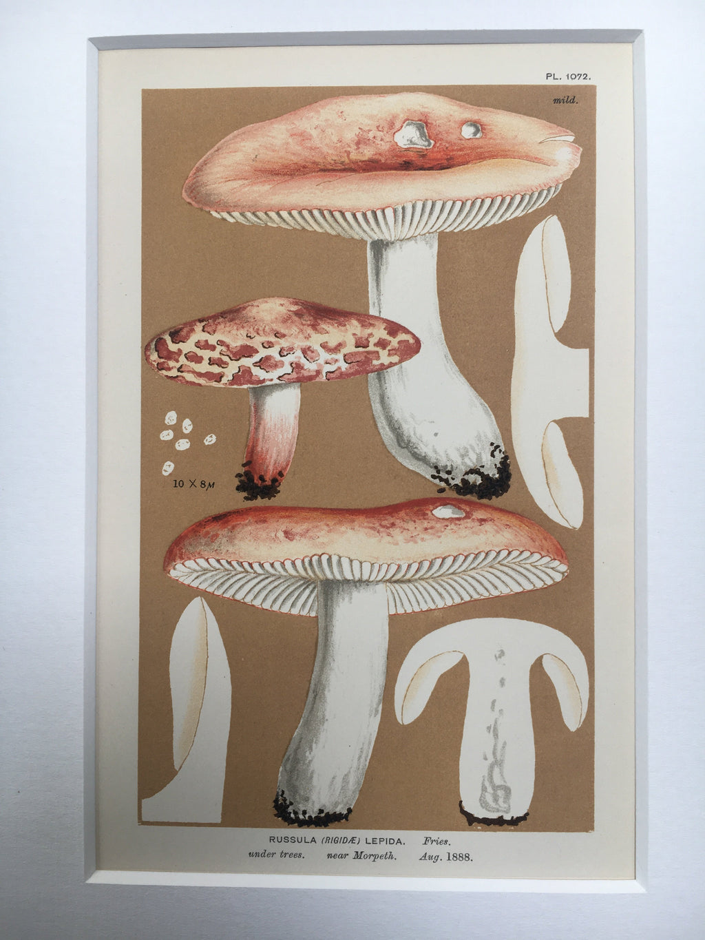 Late c19th Original Book Plate Mushroom - Russula (Rigidae) Lepida - MORPETH