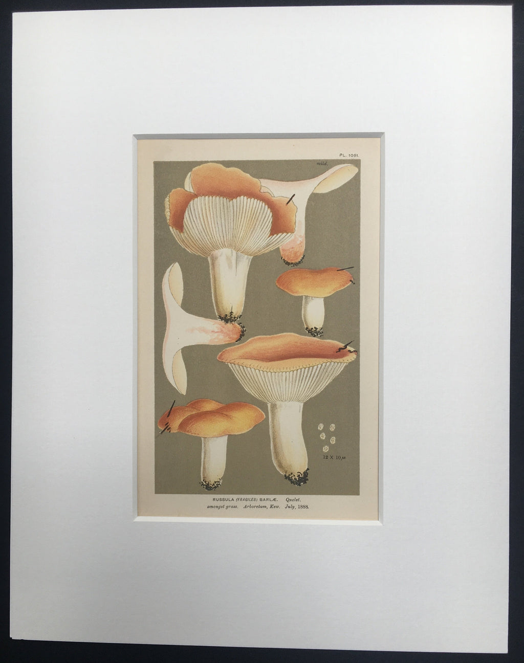 Late c19th Original Book Plate Mushroom - Russula (Fragiles) Barlae - KEW