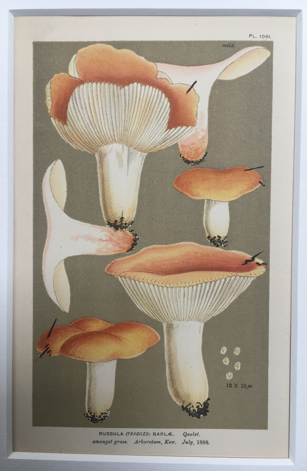 Late c19th Original Book Plate Mushroom - Russula (Fragiles) Barlae - KEW