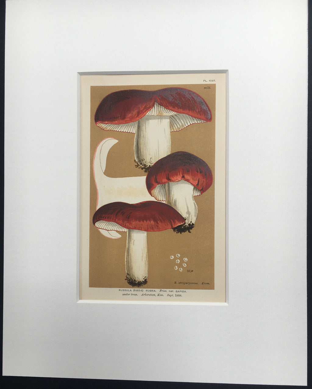 Late c19th Original Book Plate Mushroom - Russula (Rigidae) Rubra - KEW