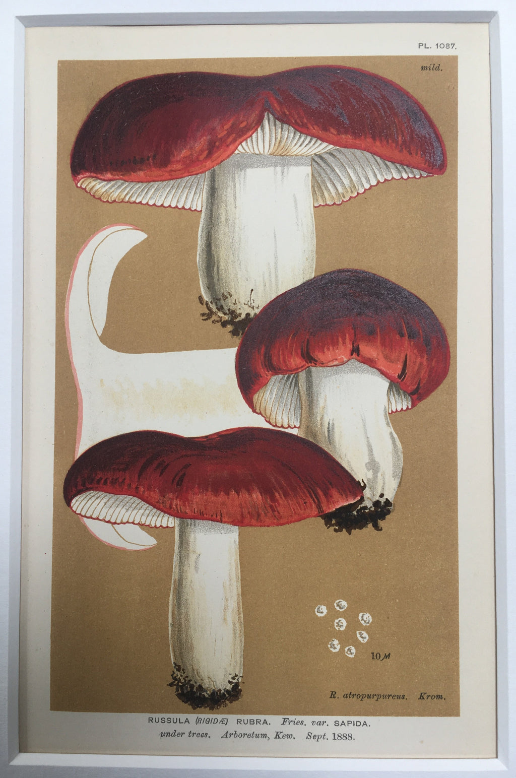 Late c19th Original Book Plate Mushroom - Russula (Rigidae) Rubra - KEW