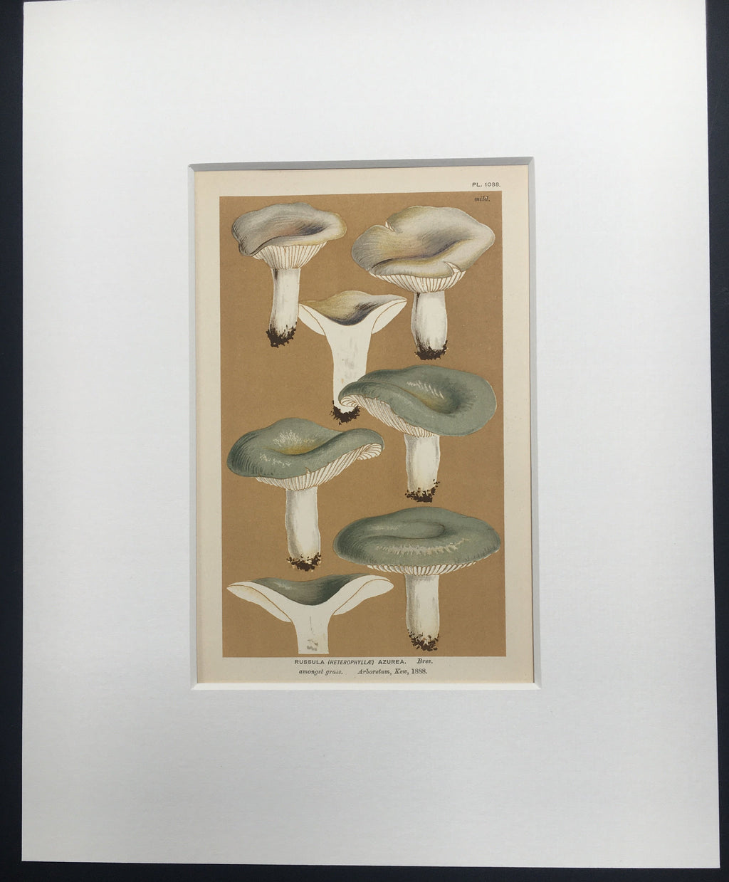 Late c19th Original Book Plate Mushroom - Russula (Heterophyllae) Azurea - KEW