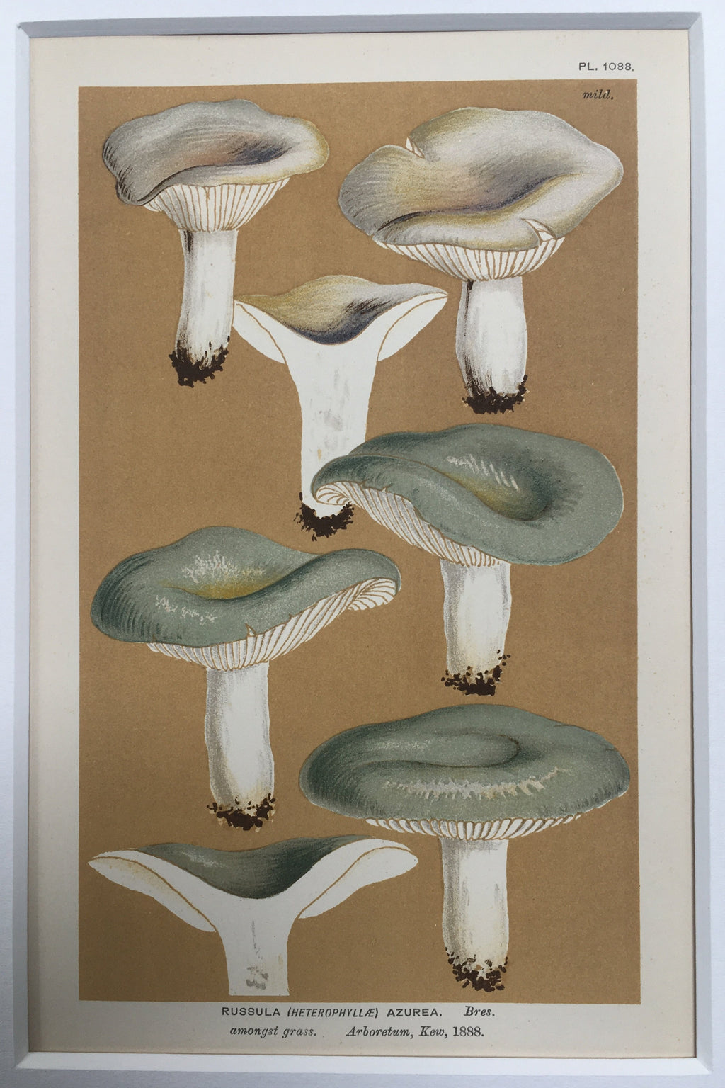 Late c19th Original Book Plate Mushroom - Russula (Heterophyllae) Azurea - KEW